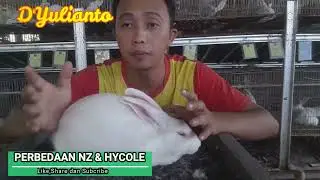 DIFFERENCES BETWEEN NZ & HYCOLE RABBITS FOR MEAT PRODUCTION || Azola Animal REBORN