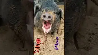 FunnY pig Vfx video