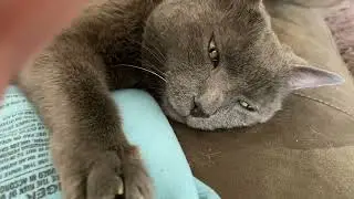 Singing along to Green Eyes Karaoke Track By Coldplay to My Cat “Mine”