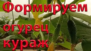 Как не потерять урожай огурцов