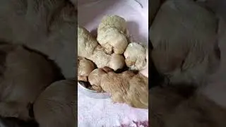 щенки мальтипу 3 недели , первый прикорм .