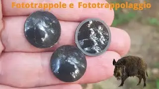 The secret of the Fresnel lens in the camera trap: Detection distance