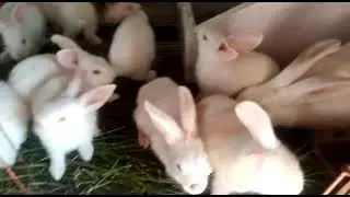 Newzeland white bunnies 3 trios set for sale 30 days parents weight 3.5 to 4kgLocation MianwaliTrio
