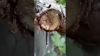 Grapevine dripping water