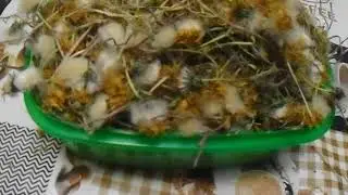 Чай для восстановления печени и желчного пузыря.