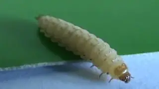 Beekeeping: SHB Larvae Close Up.