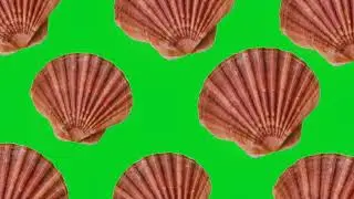 Best Moving Shells effect green screen video