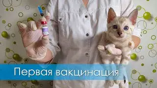 Как провести первую вакцинацию котёнка. Питомник бенгальских кошек Kitty Land