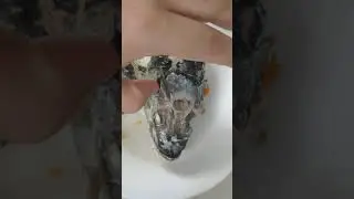 Обзор рыбы Карп из ухи в прямом эфире на первом канале