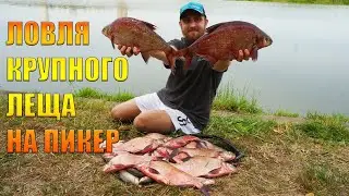 Ловля крупного леща на пикер!!! Рекордный улов 2022 года!!! Рыбалка 2022.