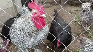 Мехеленская кукушка