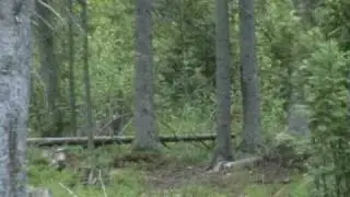 Wolf / Canis lupus / Hunt