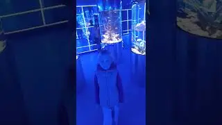 Океанариум! Милана!