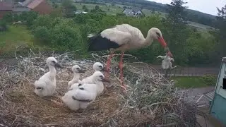 Mother bird  throws baby out of nest 😢