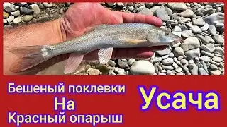 Бешеные поклёвки Усача приманка красный опарыш