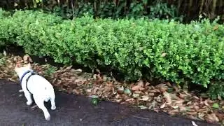 Parque para perros México