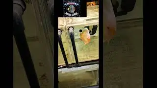 БАТЕРФЛЯИ -дискус Бабочка!