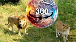 VR 360 Кормление львов. Парк Тайган. Крым. Белогорск. VR видео 360