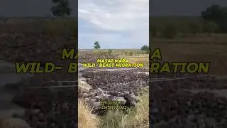 Masai mara wildbeast migration #travel #kenyatravelguide #masaimara