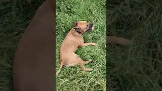 Моя собака Боня