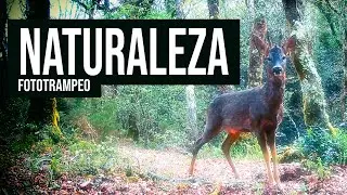 Video de Naturaleza con Fototrampeo