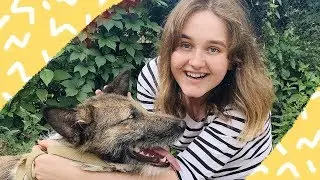 Взяли собак из приюта на прогулку впервые | 17.06.18 VLOG