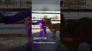 Милашки в Подмосковье🦙 
