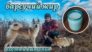 Барсучий жир. Охота, вытопка и притравка лаек.