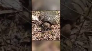 Attack of the Mad Turtle