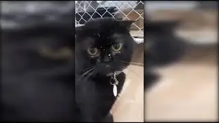 Video Viral Malaysia - Kucing Comel Lucu