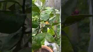 LEMON TREE IS BLOOMING AGAIN | NORTH WALES 8 AUGUST