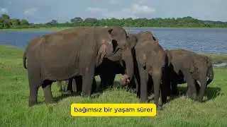 Filler Hakkında Şaşırtıcı Bilgiler 🐘 Dünyanın En Büyük Kara Hayvanı