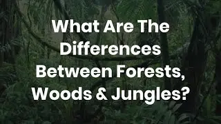 Forests, Woods or Jungles?