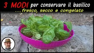 CONSERVARE IL BASILICO per l'inverno, i 3 metodi migliori in assoluto