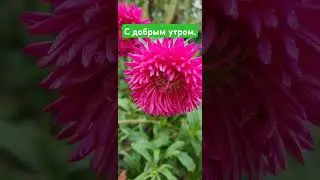 Доброе утро.