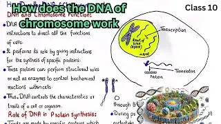 How does the DNA of chromosome work | transcription and translation class 10