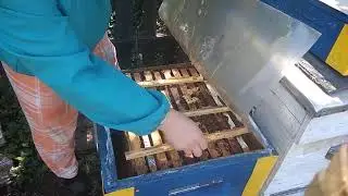 01.10.2021 убираю лишние рамки из ульев