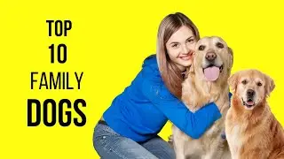 🚀 Top 10 Most Popular Dog Breeds in the World | Best Family & Pet Dogs! 🐶✨