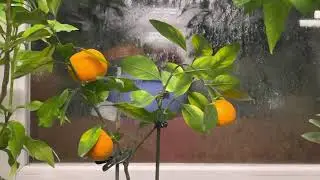 Mandarin Satsuma Xi Shan , C.unshiu Xie Shan Satsuma mandarin