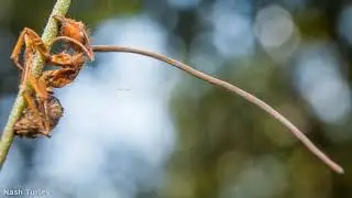 Zombie Ant