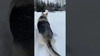 МОЯ ЛЮБИМИЦА 🥰