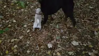 Mops vs Doberman 🐕💪😂