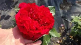 Травиата #чайногибные #розы #гармония #цветы #огород #rose #лето #садоводство