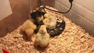 [Bonus] Poussins pekins splash et bleu