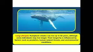 🌊 Dive into the World of Humpback Whales! 🐋