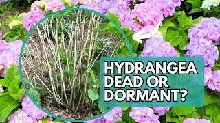 Is Your Hydrangea Dead or Dormant? | Hydrangea | Hydrangea Care