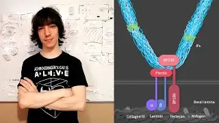 Hemidesmosomes: Structure and Function