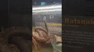 Mn DNR Western Rattlesnake