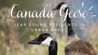 Urbanization has reduced the migration of Canada geese #shorts