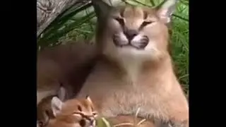 шлёпа и шлёпок оригинал